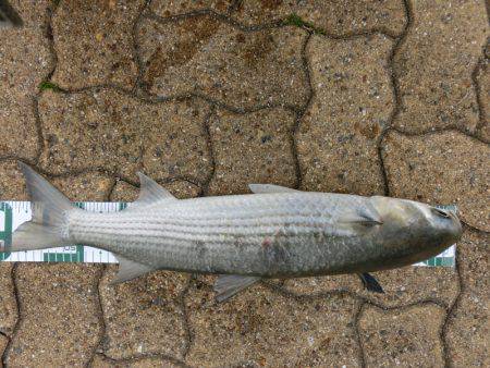 ボラだって、魚なんだよ！