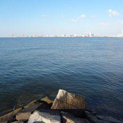 タケノコメバル、ハネ