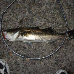 バチ抜け本格的に開幕！