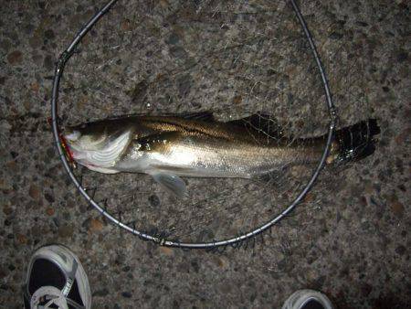 バチ抜け本格的に開幕！