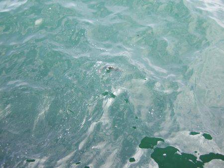 今だけの釣り。