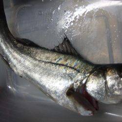 ゆるくカレイ狙い。しかし、