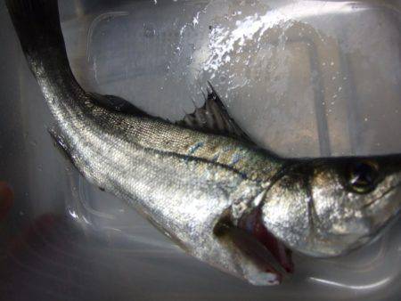 ゆるくカレイ狙い。しかし、