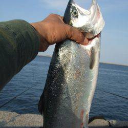 まだ、釣れるかな？