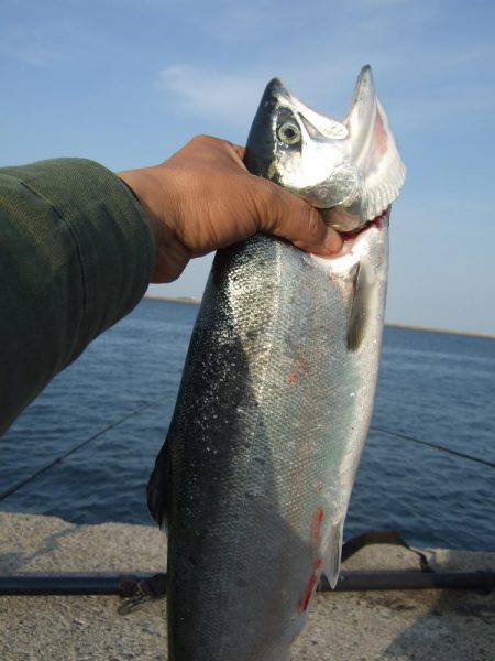 まだ、釣れるかな？