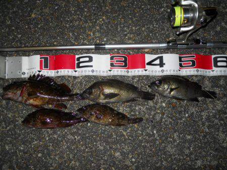 夕方～エビ撒き釣りでガシラ、メバル