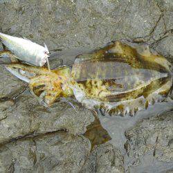 強風の中、磯のヤエン釣りでアオリイカ