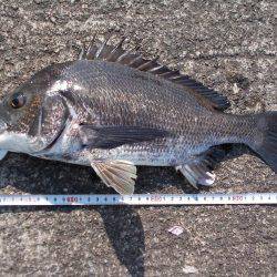 落とし込みで４０ｃｍチヌ以下計３枚