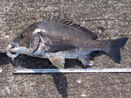 落とし込みで４０ｃｍチヌ以下計３枚