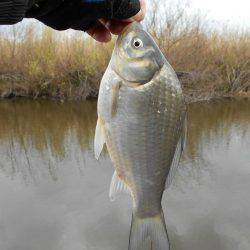 紀ノ川田井ノ瀬でヘラブナ釣り