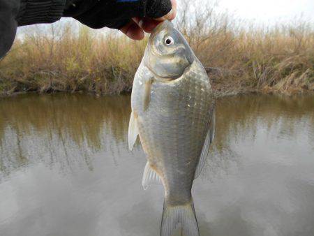紀ノ川田井ノ瀬でヘラブナ釣り
