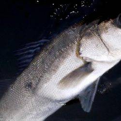 初神戸４防　復活ステラ　4本