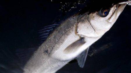 初神戸４防　復活ステラ　4本