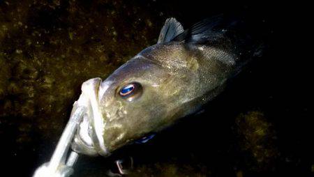 ＧＷスタート　西宮跳ね橋　４０ｃｍＵＰ