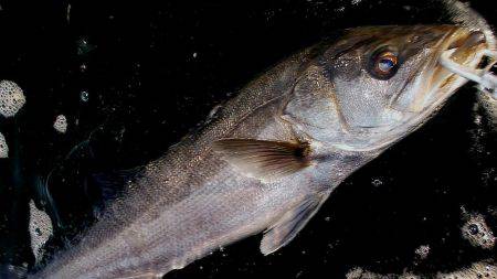 17EXSENCE4000MXG✖EXSE…