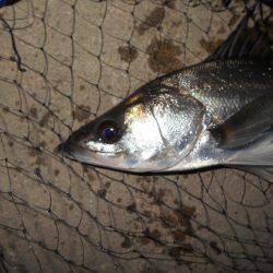 ベイトはマイクロ？