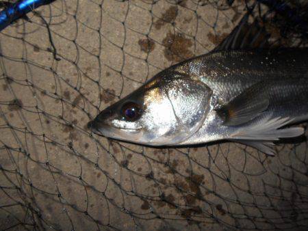 ベイトはマイクロ？