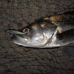 まだまだマイクロベイトパターン