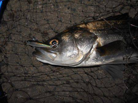 まだまだマイクロベイトパターン