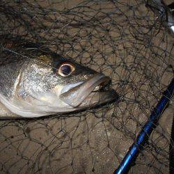 バチとイワシの複合パターン？