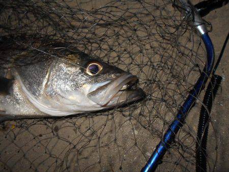 バチとイワシの複合パターン？