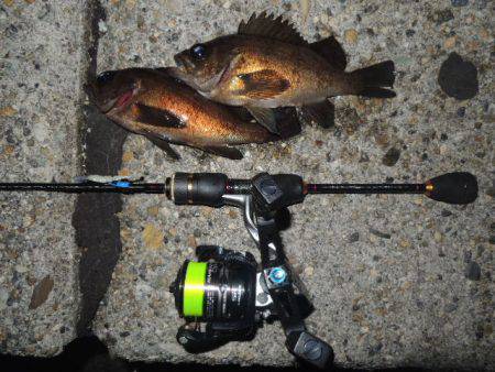 横の釣りになってきました