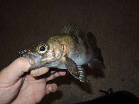 サイズは伸びない