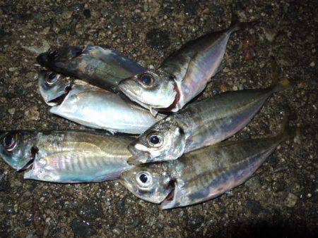 アジ釣れだしました