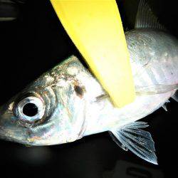 本日もメバリング