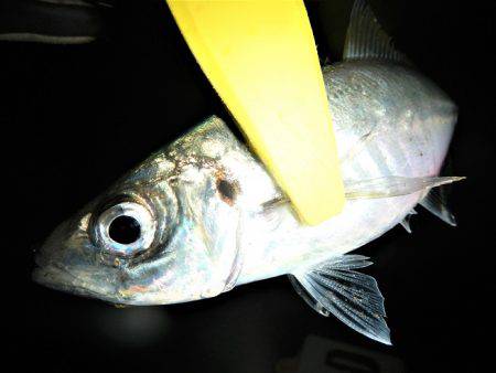 本日もメバリング