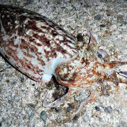 コウイカエギング