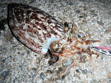 コウイカエギング