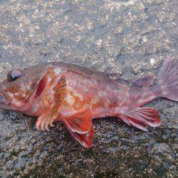 宝くじに当たりたいよ！