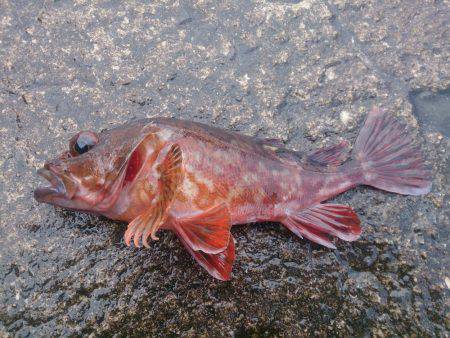 宝くじに当たりたいよ！