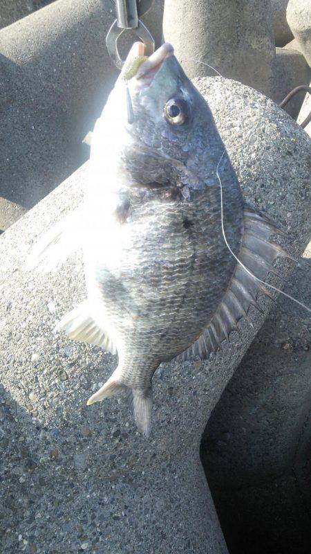 デイチニングーでこつこつと！