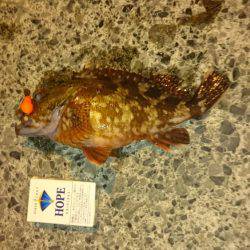 良型ガシラがちらほら