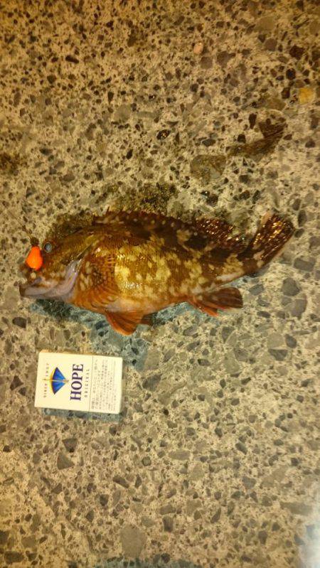 良型ガシラがちらほら