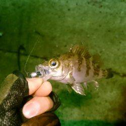 少しましになったけどまだ渋い!