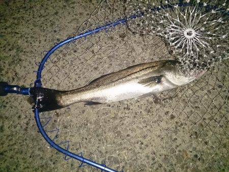 子供連れがほほえましい～