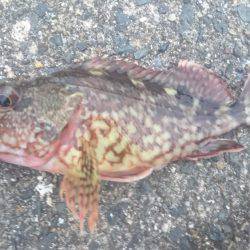 今日も夕マヅメ狙い