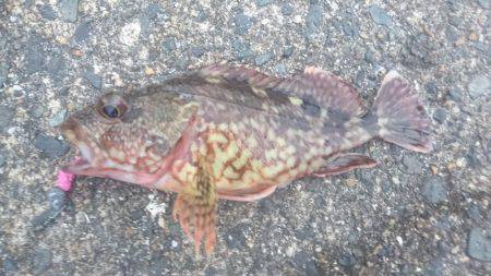 今日も夕マヅメ狙い