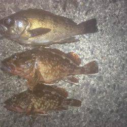 穏やかな夕マヅメ