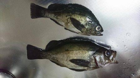 豆鯵狙いで和歌山へ、