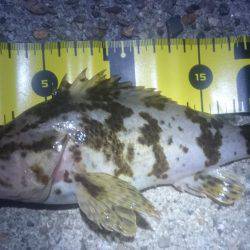 ロックフィッシング