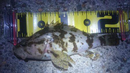 ロックフィッシング