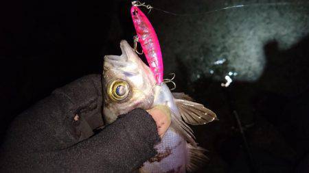 メバルプラッキング