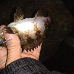 メバルプラッキング