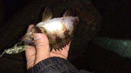 メバルプラッキング