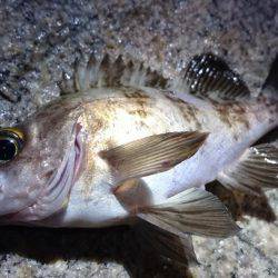 連日メバルプラッキング