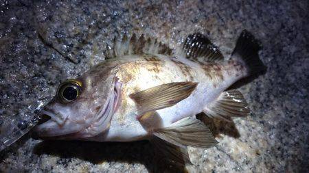 連日メバルプラッキング